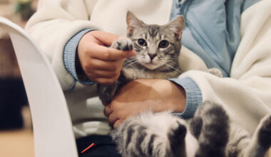 How Recently Graduated Veterinarians Can Secure Disability Insurance