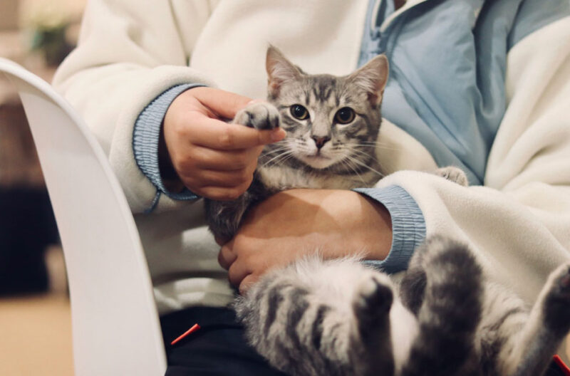 How Recently Graduated Veterinarians Can Secure Disability Insurance