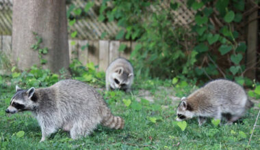 What Animals Know About Danger That Most Homeowners Dont