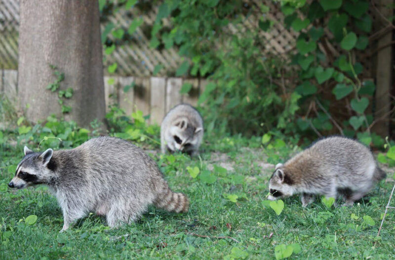 What Animals Know About Danger That Most Homeowners Dont