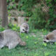What Animals Know About Danger That Most Homeowners Dont