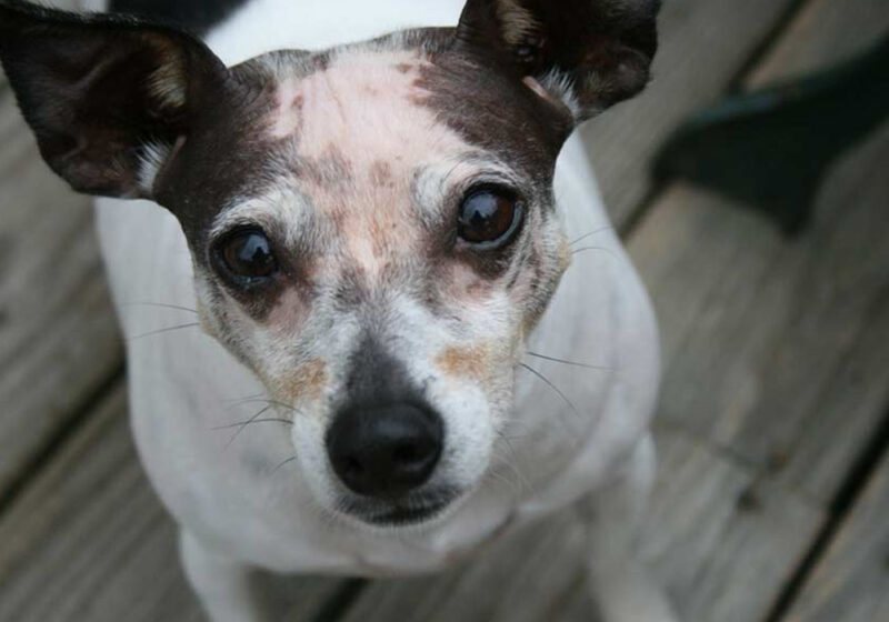 What Changes as Your Dog Gets Older
