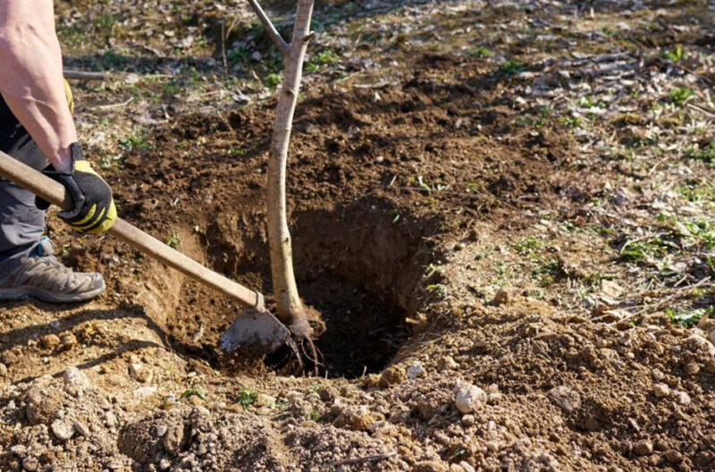 What To Know About Tree Installation Versus Transplanting