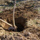 What To Know About Tree Installation Versus Transplanting