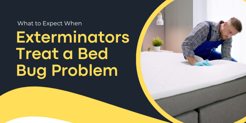 What to Expect When Exterminators Treat a Bed Bug Problem