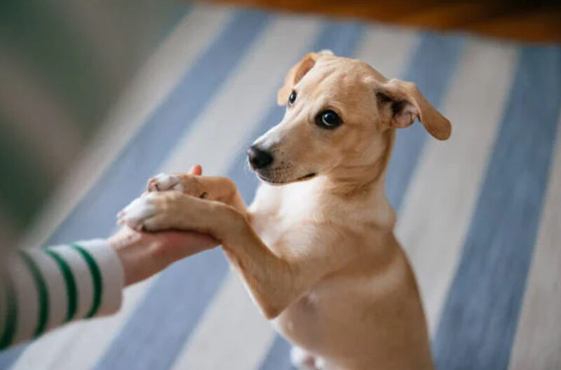 What to Know About Big Versus Small Dog Daycare Accommodations