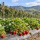 Planning Organic Berry Plantings in California Matching Microclimate Soil and Varieties