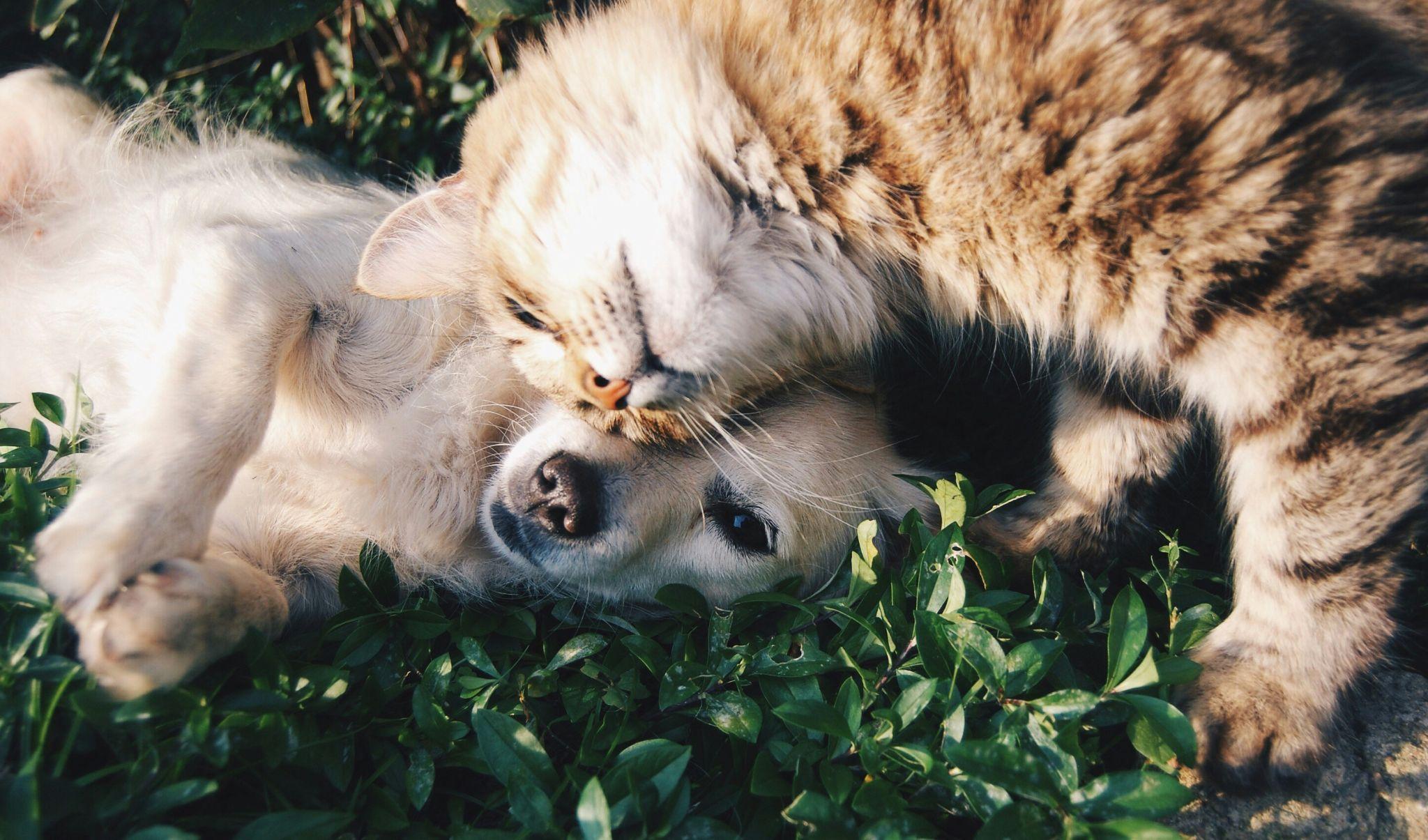 When Pets Become Part of the Story Behind a Public Figure 2 When Pets Become Part of the Story Behind a Public Figure 2