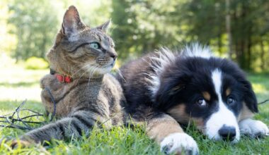 When Pets Become Part of the Story Behind a Public Figure
