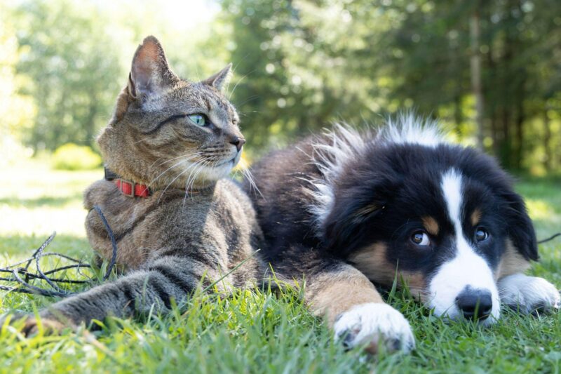When Pets Become Part of the Story Behind a Public Figure