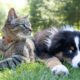 When Pets Become Part of the Story Behind a Public Figure